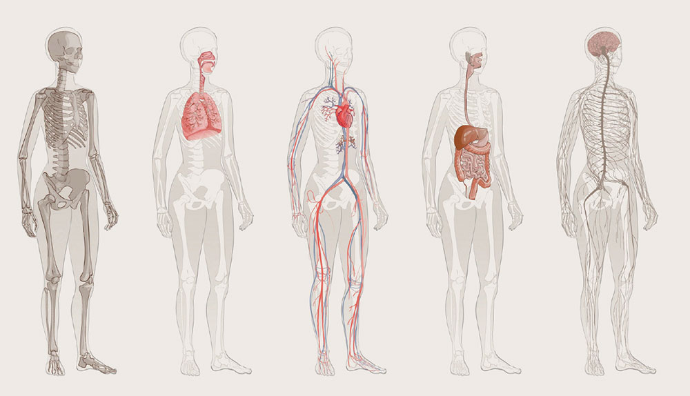 The Endocannabinoid System
